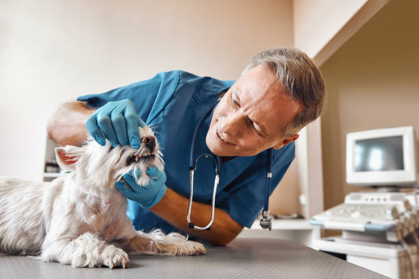 Best Dental Abscess Treatment in Dunedin, FL